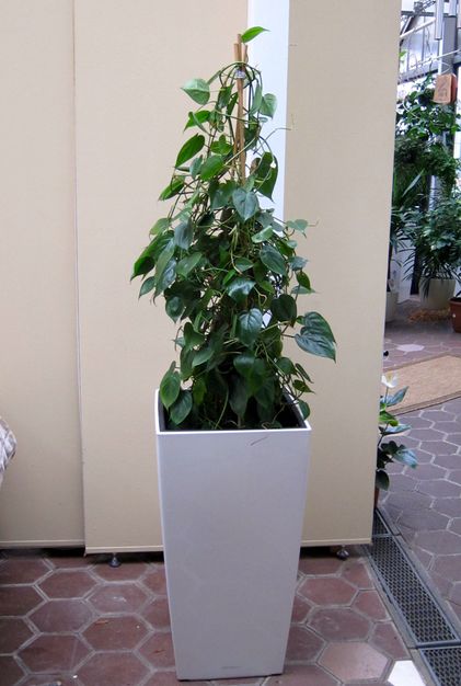 Innenraumbegrünung Blumenhaus Schomäcker