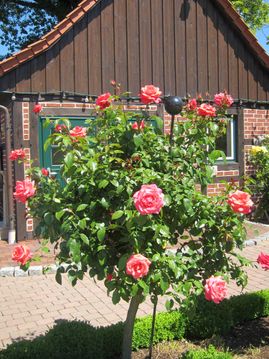 Pflanzenhof Drohne