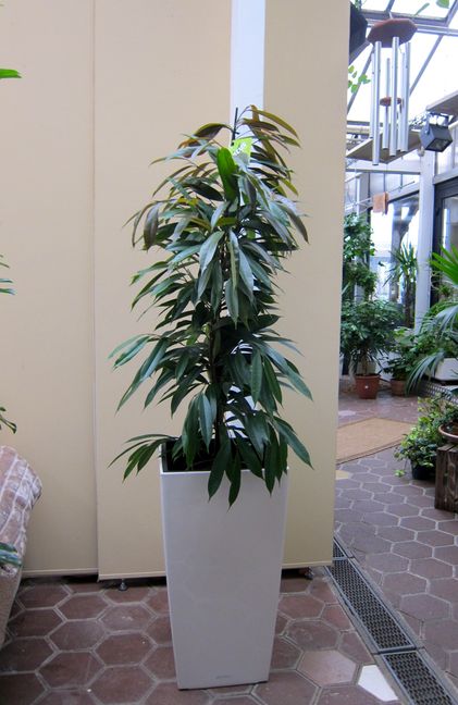 Innenraumbegrünung Blumenhaus Schomäcker