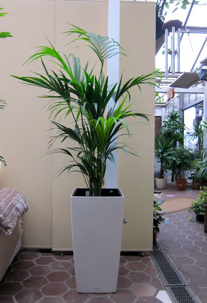 Innenraumbegrünung Blumenhaus Schomäcker