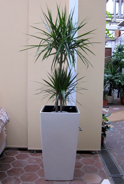 Innenraumbegrünung Blumenhaus Schomäcker