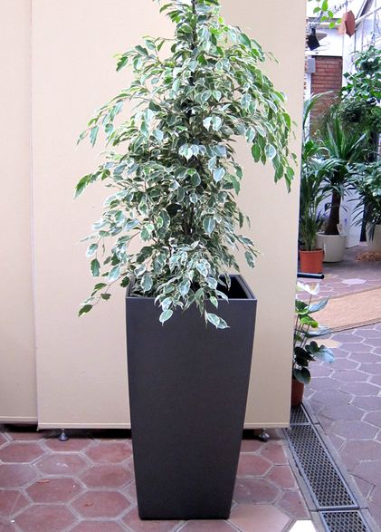 Innenraumbegrünung Blumenhaus Schomäcker