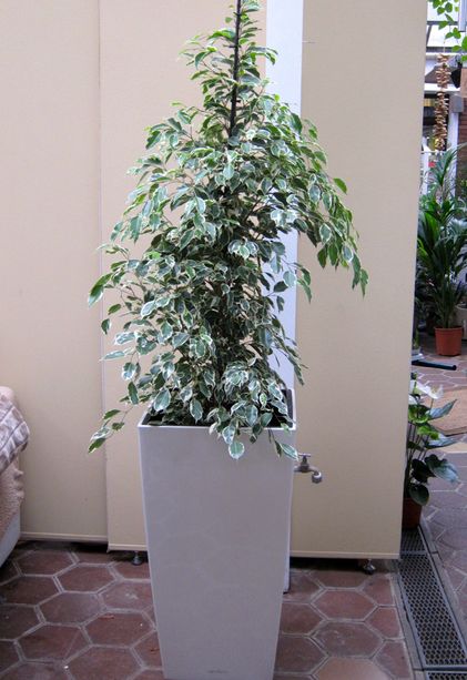 Innenraumbegrünung Blumenhaus Schomäcker