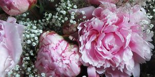 Floristik Blumenhaus Schomäcker