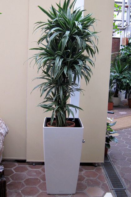 Innenraumbegrünung Blumenhaus Schomäcker
